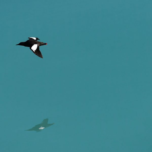 Guillemot à miroir