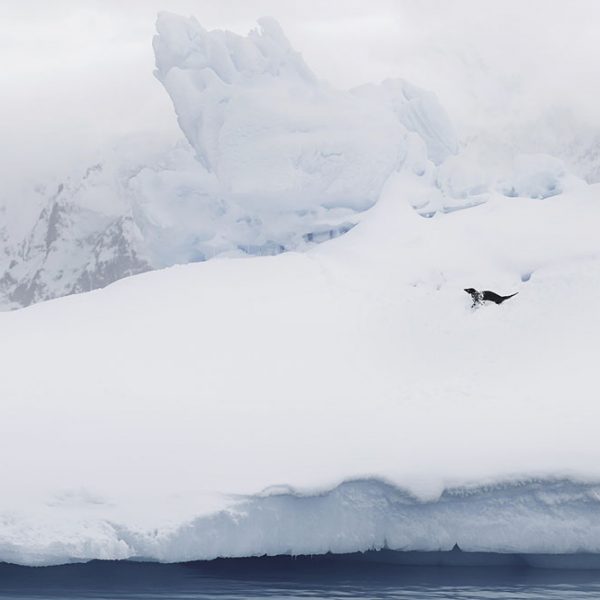 Antarctique
