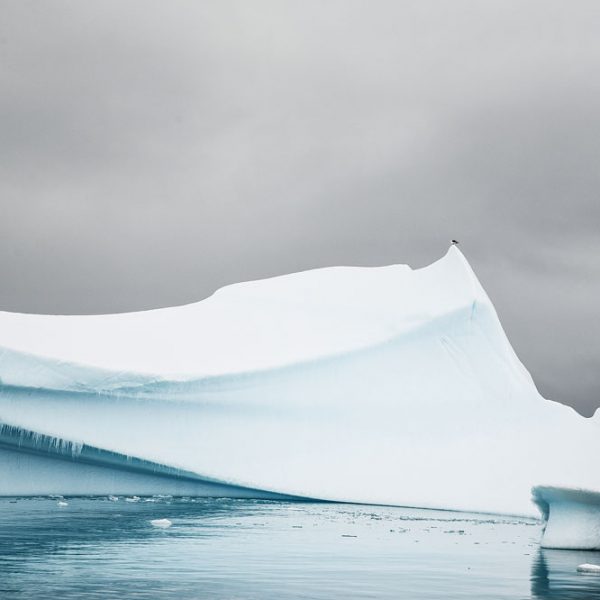 Goéland sur iceberg