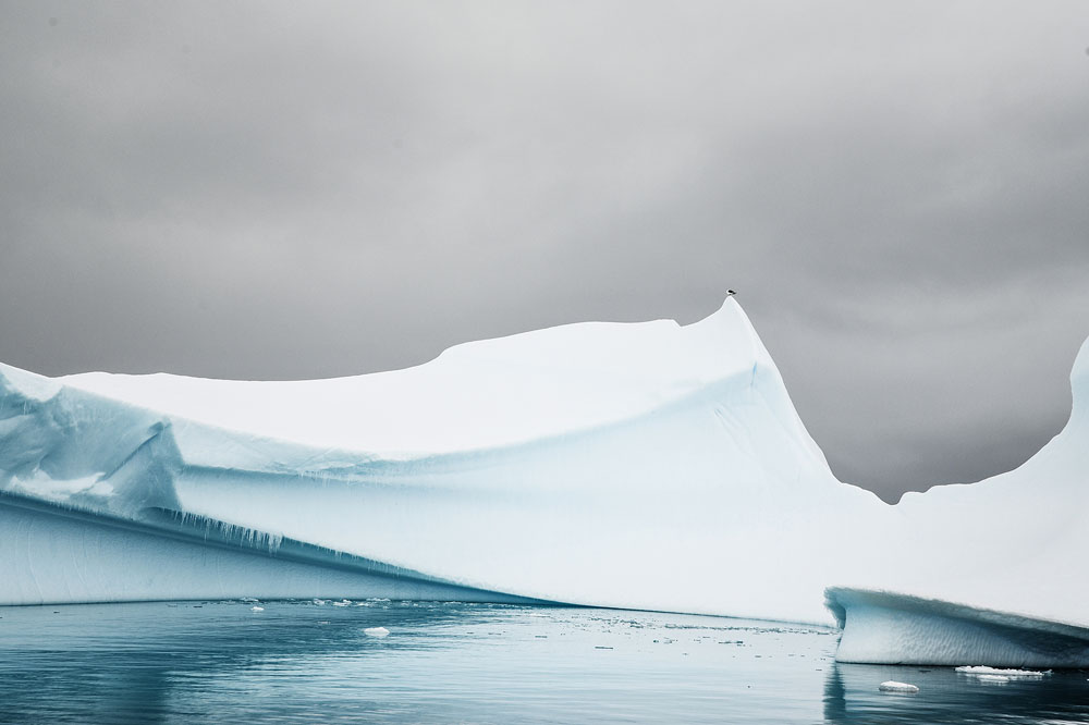 Goéland sur iceberg