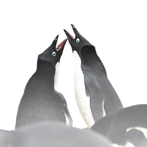 Le chant des Adélies