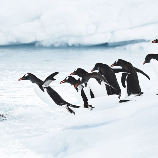 Le saut des Manchots Papou