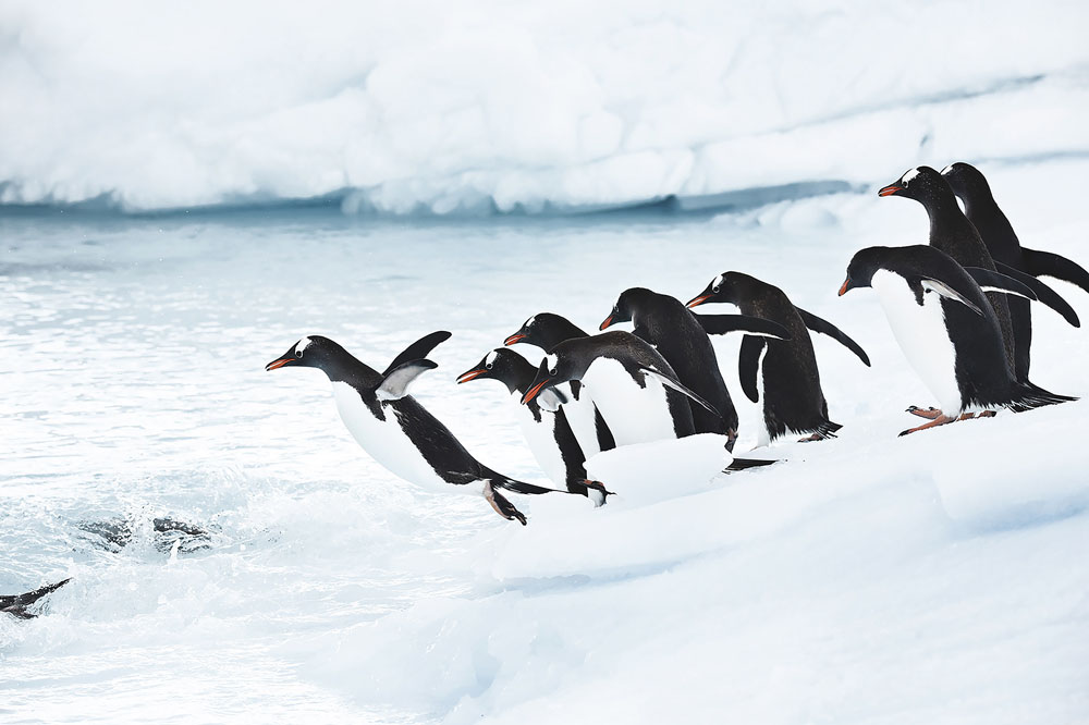 Le saut des Manchots Papou