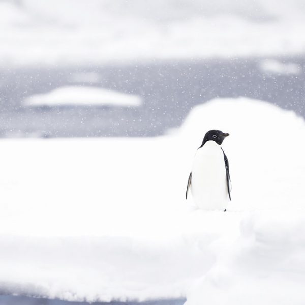 Manchot Adélie sous la neige