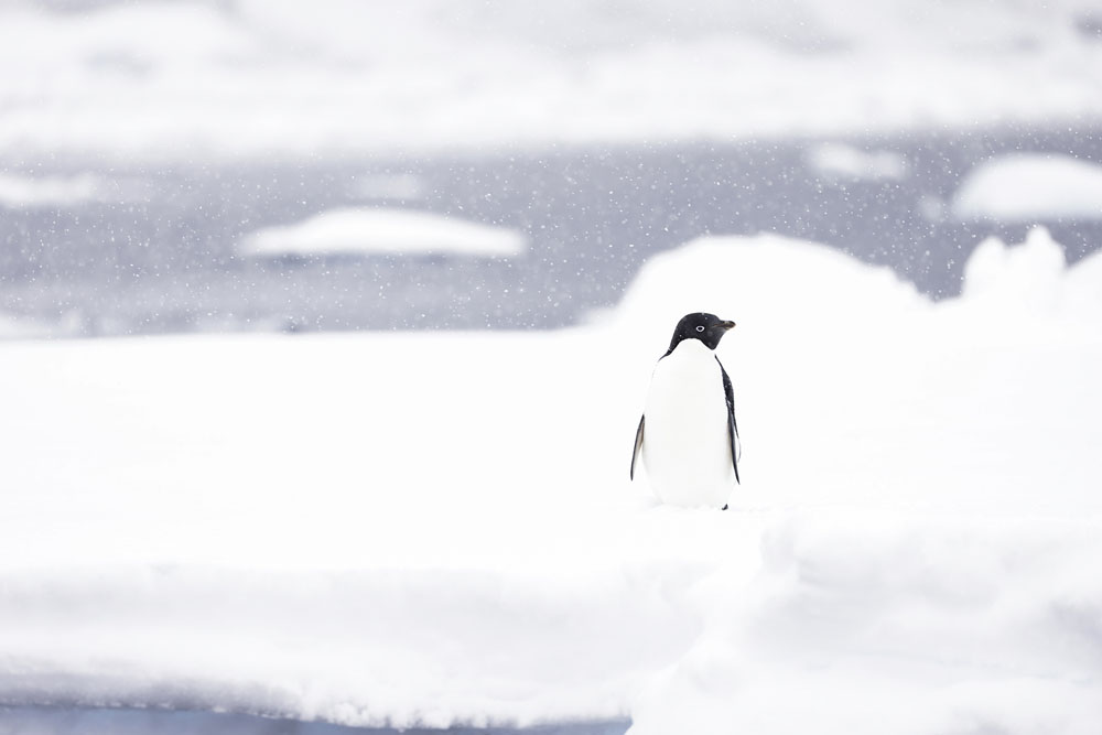 Manchot Adélie sous la neige